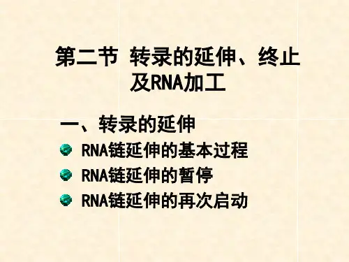 2转录的延伸、终止以及RNA的加工