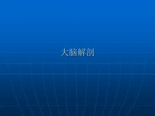 脑部详细解剖图解
