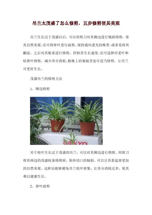 吊兰太茂盛了怎么修剪,五步修剪使其美观