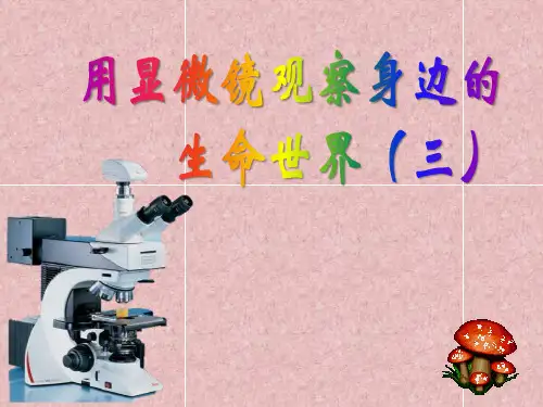 教科版六年级科学下册 (用显微镜观察身边的生命世界(三))微小世界新课件教育