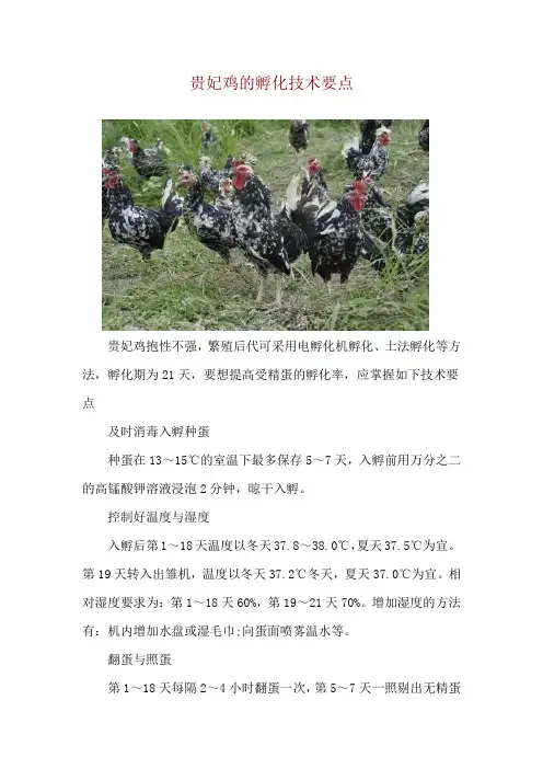 贵妃鸡的孵化技术要点