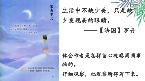 15.《搭船的鸟》课件(共29张PPT).ppt