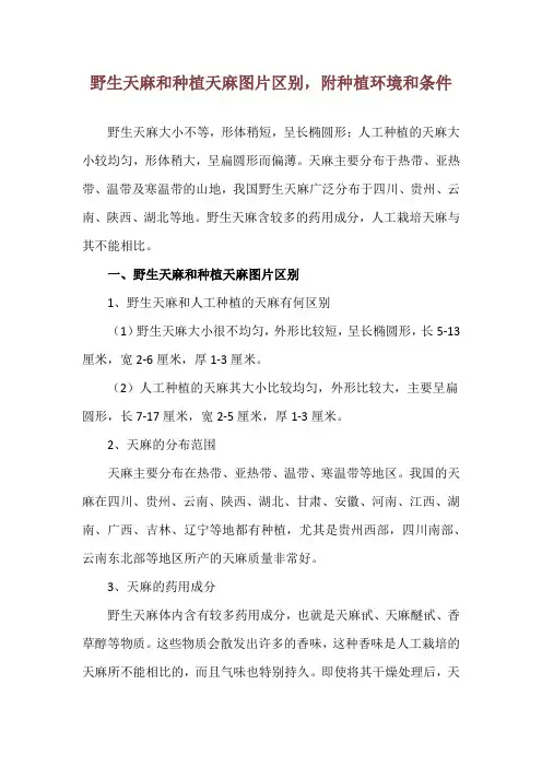 野生天麻和种植天麻图片区别,附种植环境和条件