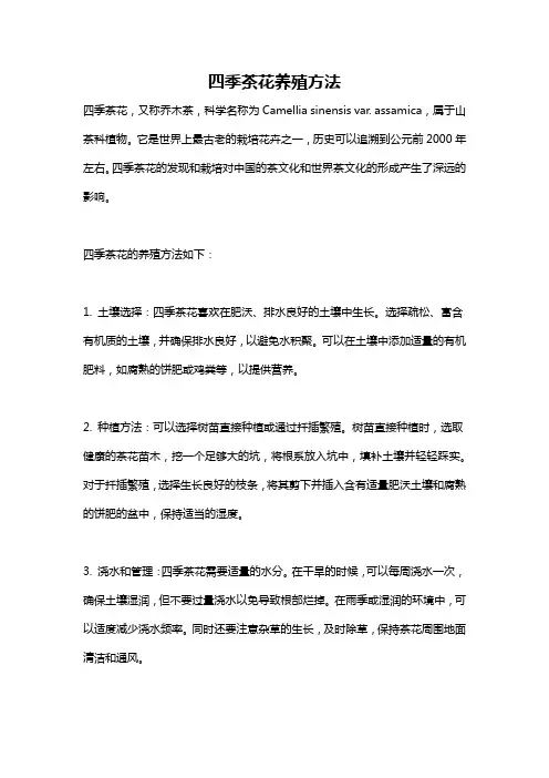 四季茶花养殖方法