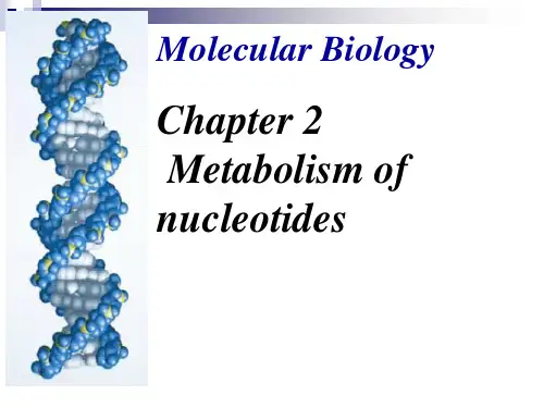 分子生物学英文课件：Chapter2 Metabolism of Nucleotides