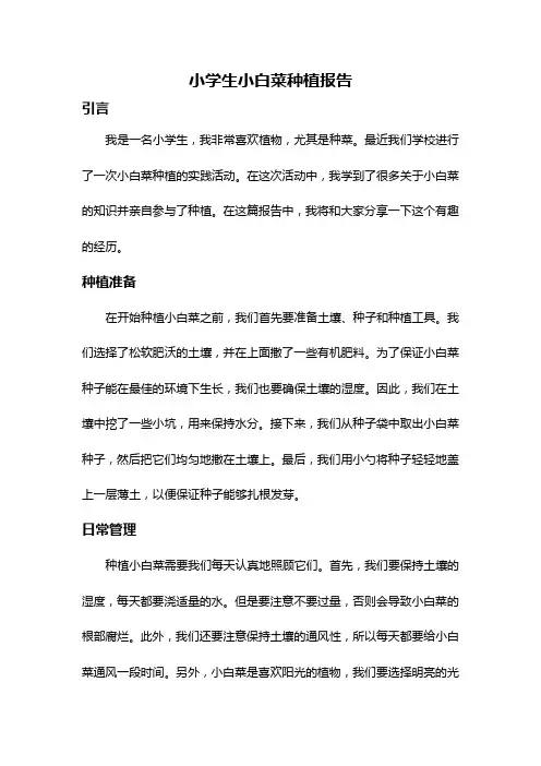 小学生小白菜种植报告