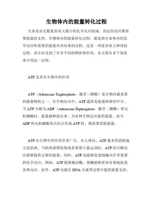 生物体内的能量转化过程