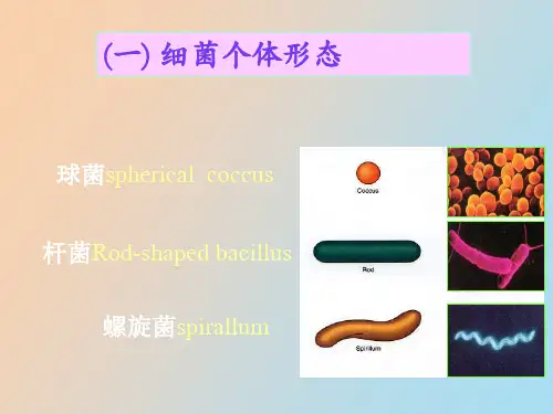 真细菌的形态与类群