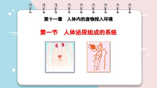 《人体泌尿系统的组成》PPT精品课件