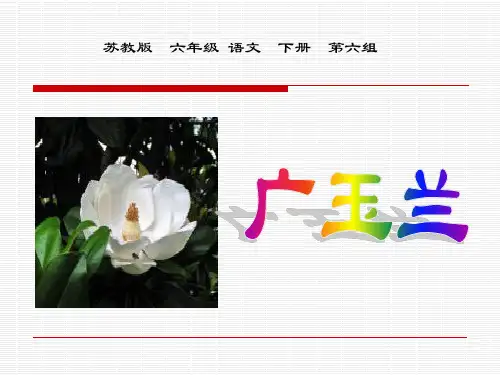 苏教版六年级下册语文《广玉兰》课件PPT