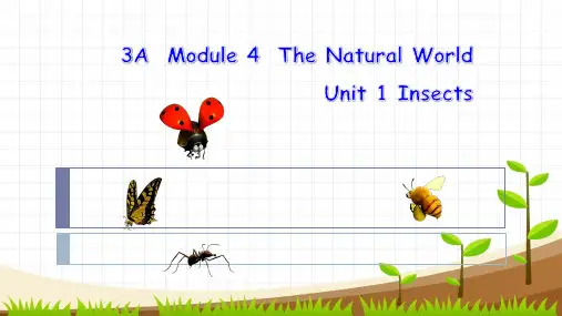 小学英语三年级上册(牛津上海版)Module 4 Unit  1《  Insects》课件