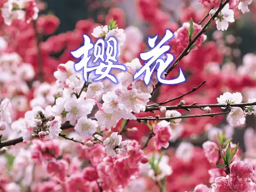 八年级音乐下册 《樱花》PPT课件