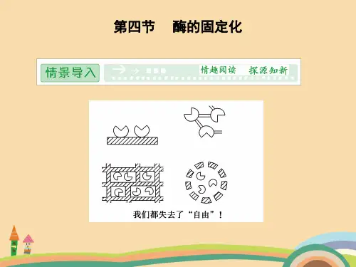 高二生物酶的固定化PPT精品课件