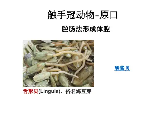 动物分类5 棘皮动物 半索动物
