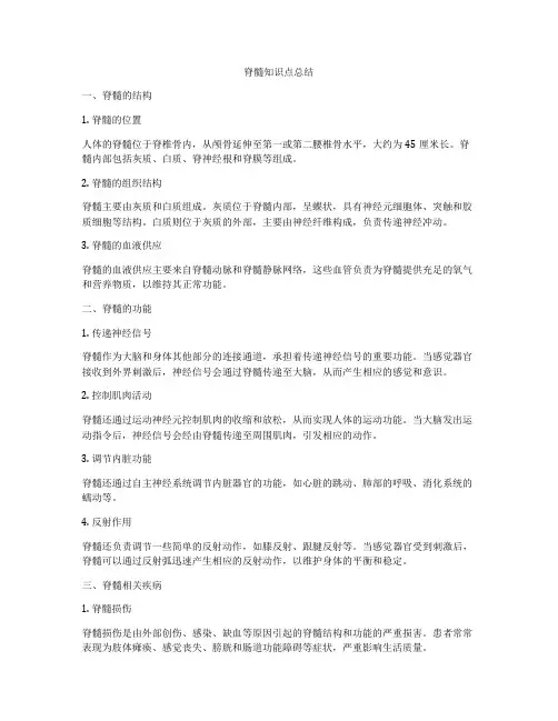 脊髓知识点总结
