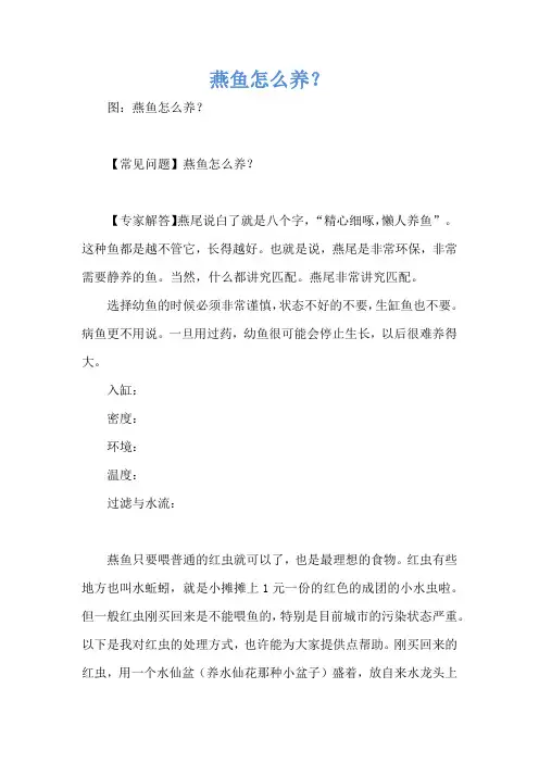 燕鱼怎么养？