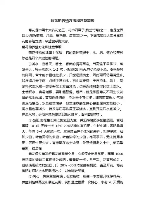 菊花的养殖方法和注意事项