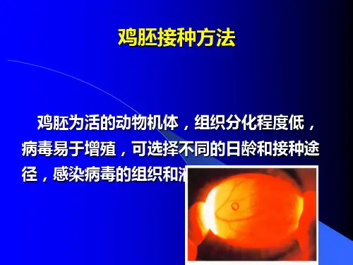 鸡胚1、尿囊腔接种2、绒毛尿囊膜接种 3、卵黄囊等接种方式资料