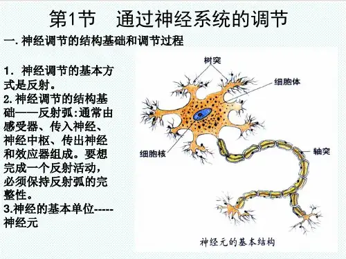 高考生物一轮复习 神经调节课件 精品