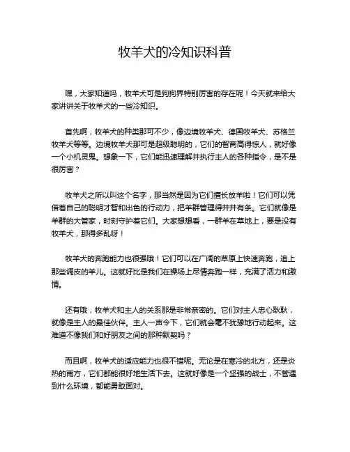 牧羊犬的冷知识科普