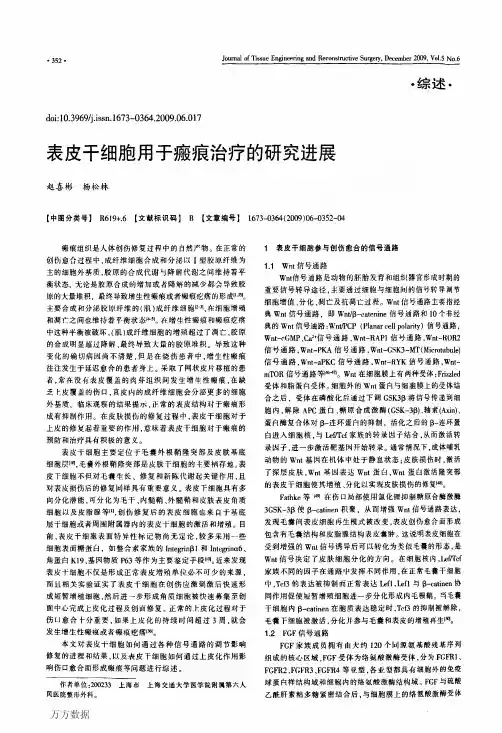 表皮干细胞用于瘢痕治疗的研究进展