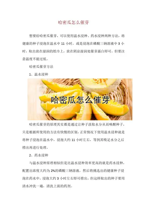 哈密瓜怎么催芽