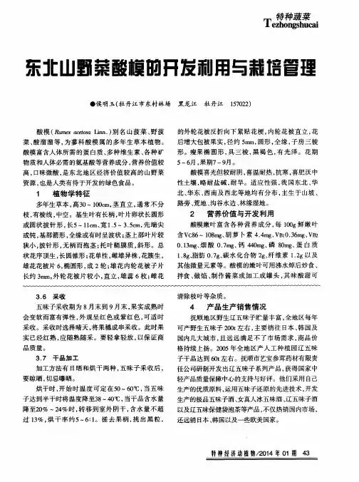 东北山野菜酸模的开发利用与栽培管理