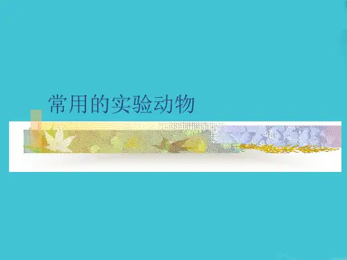 常用的实验动物