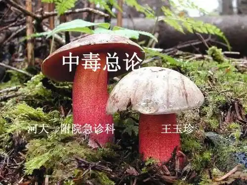中毒总论