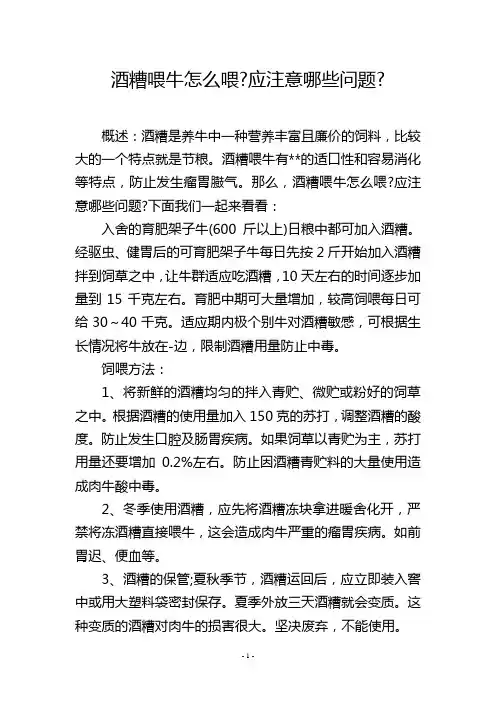 酒糟喂牛怎么喂-应注意哪些问题-