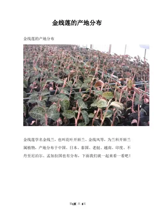金线莲的产地分布