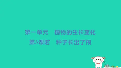 四年级科学下册第一单元植物的生长变化第3课时种子长出了根习题教科版