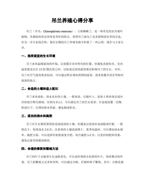 吊兰养殖心得分享