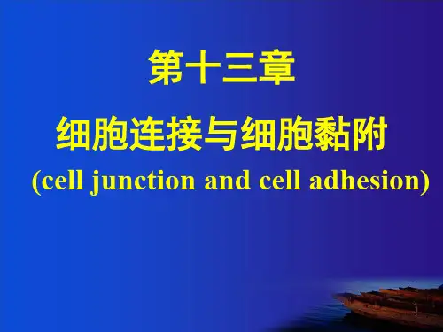 细胞连接与细胞黏附2
