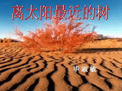 6离太阳最近的树解析