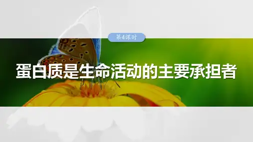 高考生物专项复习《蛋白质是生命活动的主要承担者》