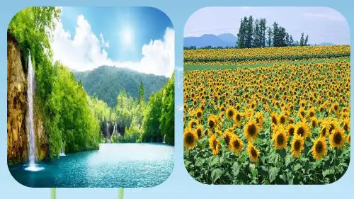 部编版全国优质课一等奖小学语文三年级上册《金色的草地》公开课课件