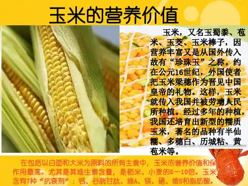 玉米营养价值及作用PPT课件