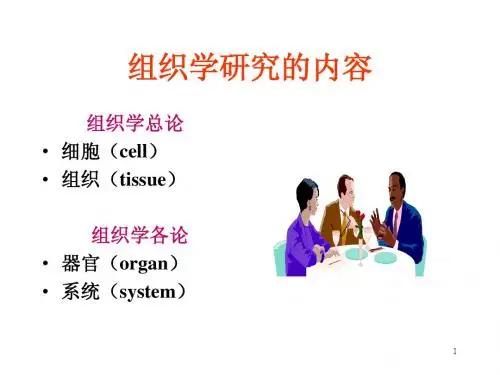 上皮组织