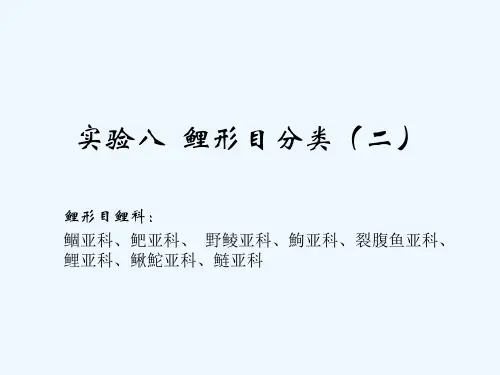 实验八--硬骨鱼纲的分类(三)