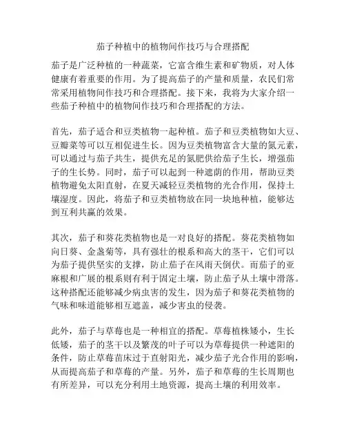 茄子种植中的植物间作技巧与合理搭配