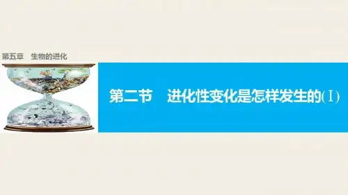 浙科版必修二 5.2进化性变化是怎样发生的(I) 课件(30张)