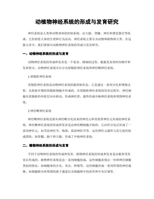 动植物神经系统的形成与发育研究