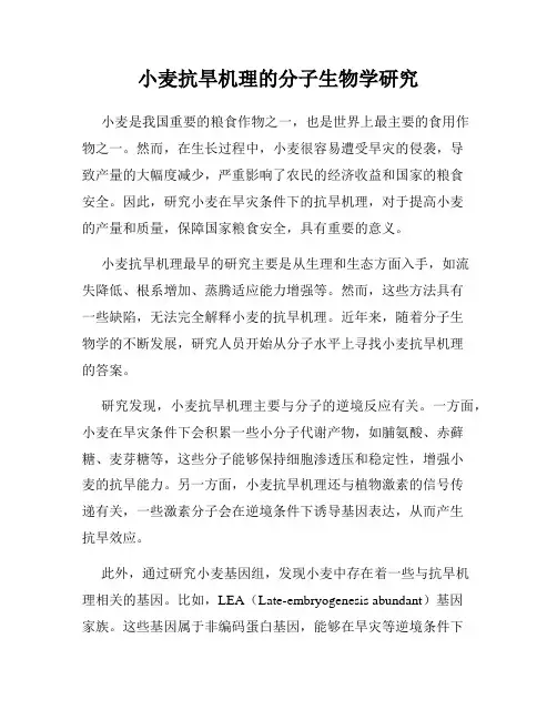 小麦抗旱机理的分子生物学研究