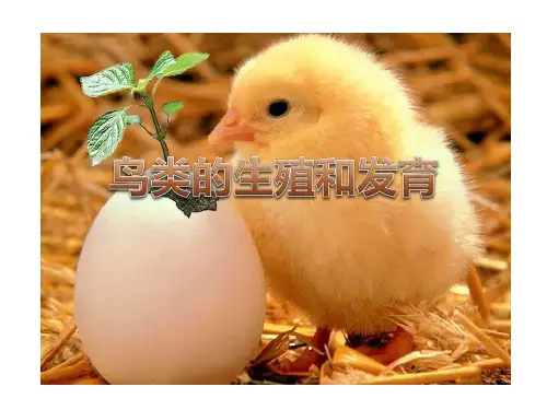 《鸟类的生殖与发育》PPT课件