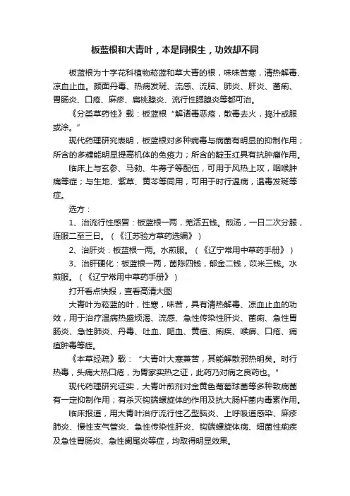 板蓝根和大青叶，本是同根生，功效却不同