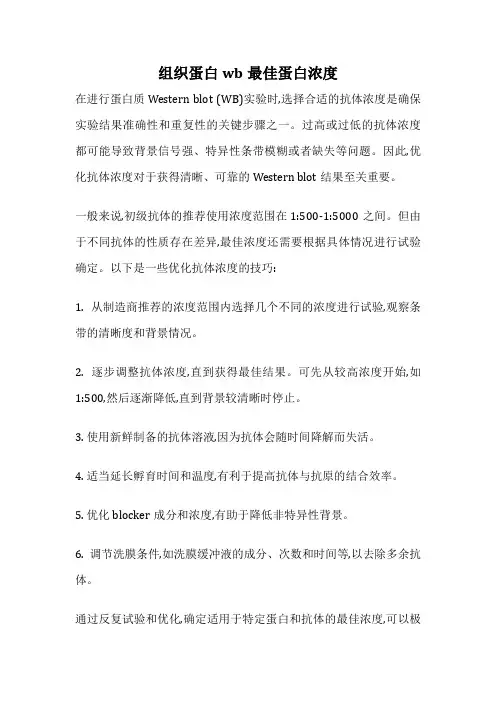 组织蛋白wb最佳蛋白浓度
