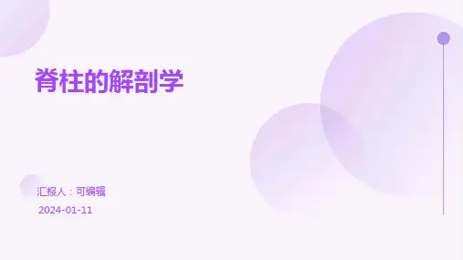 脊柱的解剖学