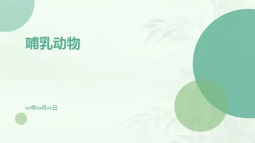 哺乳动物新ppt