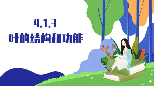 3.4.1光合作用第3课时叶的结构和功能课件2024-2025学年北师大版生物七年级上册